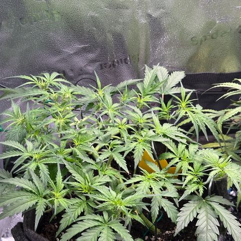 Wedding Cake 🍰 growlog timeline photo