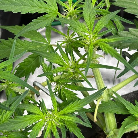 Wedding Cake 🍰 growlog timeline photo