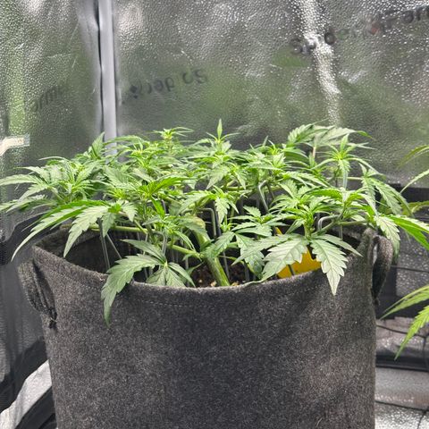 Wedding Cake 🍰 growlog timeline photo