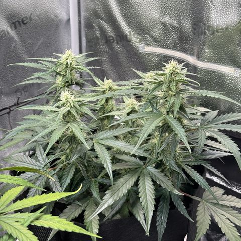 Medusa F1 growlog timeline photo