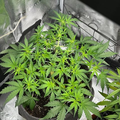 Wedding Cake 🍰 growlog timeline photo