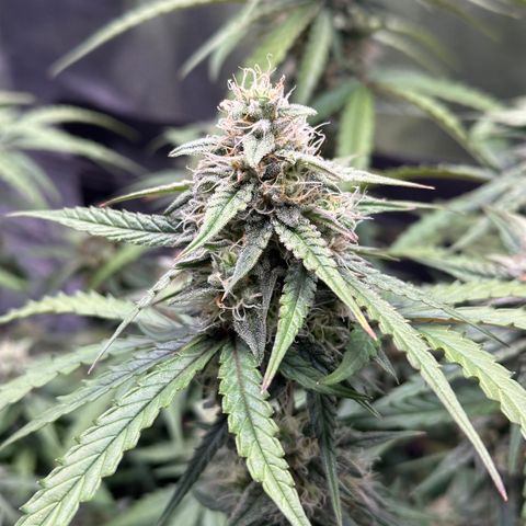 Orion F1 #2 growlog timeline photo