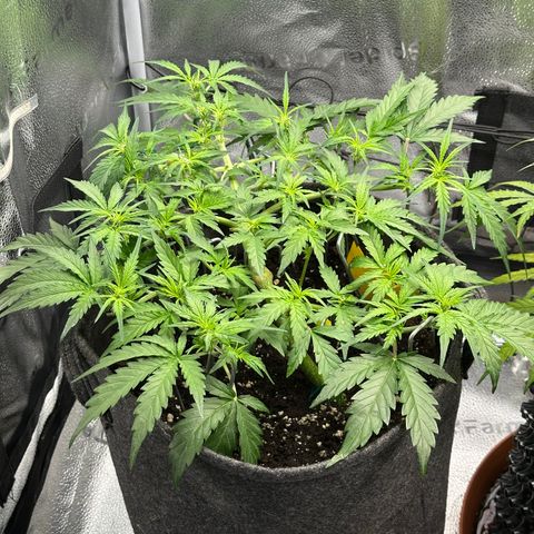 Wedding Cake 🍰 growlog timeline photo
