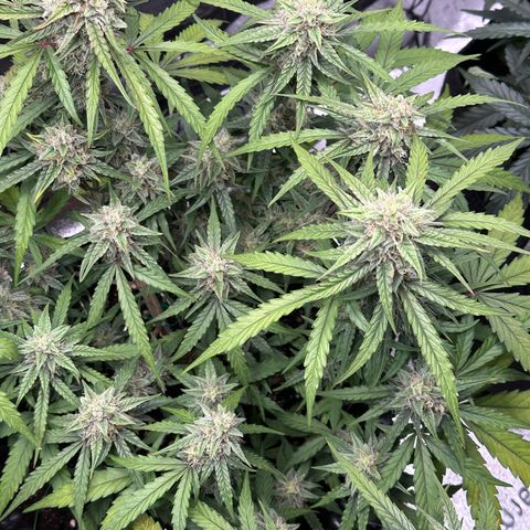 Orion F1 #2 growlog timeline photo