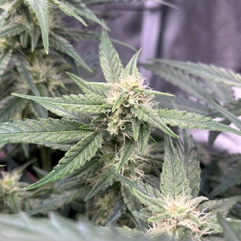 Medusa F1 growlog timeline photo