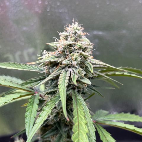 Orion F1 #2 growlog timeline photo