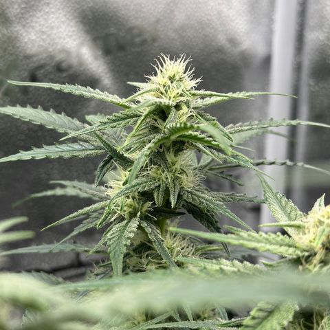 Medusa F1 growlog timeline photo