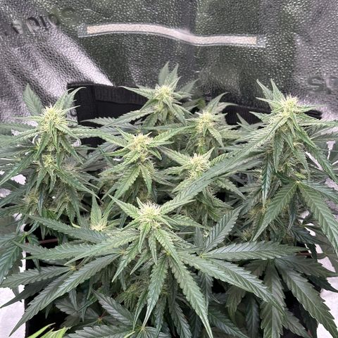 Medusa F1 growlog timeline photo