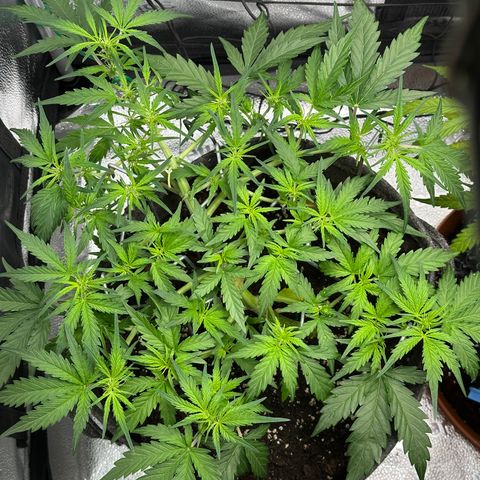 Wedding Cake 🍰 growlog timeline photo