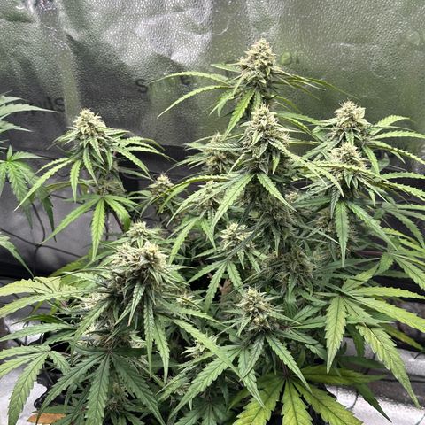 Orion F1 #2 growlog timeline photo