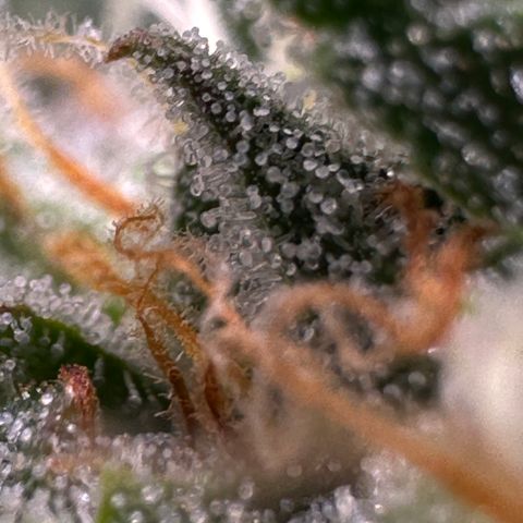 Orion F1 #2 growlog timeline photo