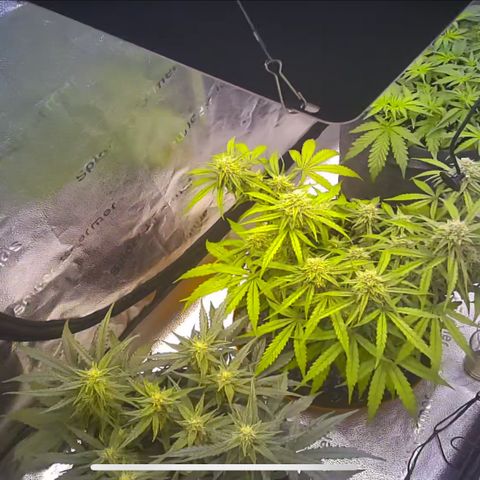 Medusa F1 growlog timeline photo