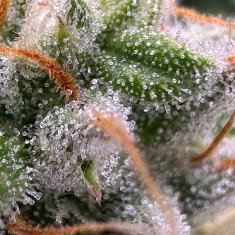 Orion F1 #2 growlog timeline photo