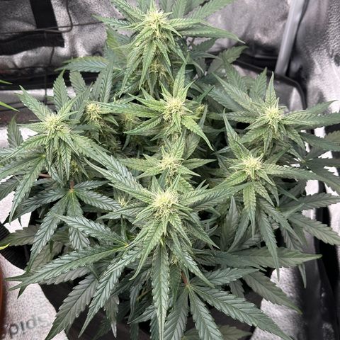 Medusa F1 growlog timeline photo