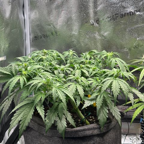 Wedding Cake 🍰 growlog timeline photo