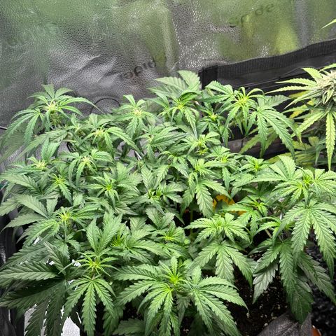 Wedding Cake 🍰 growlog timeline photo