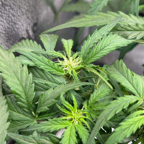 Wedding Cake 🍰 growlog timeline photo