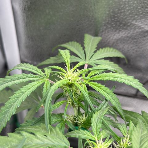 Wedding Cake 🍰 growlog timeline photo