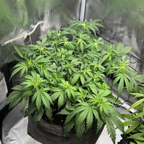 Wedding Cake 🍰 growlog timeline photo