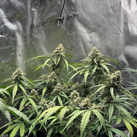 Orion F1 #2 growlog timeline photo