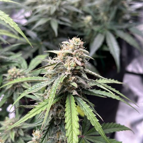 Orion F1 #2 growlog timeline photo