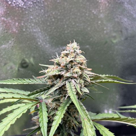 Orion F1 #2 growlog timeline photo