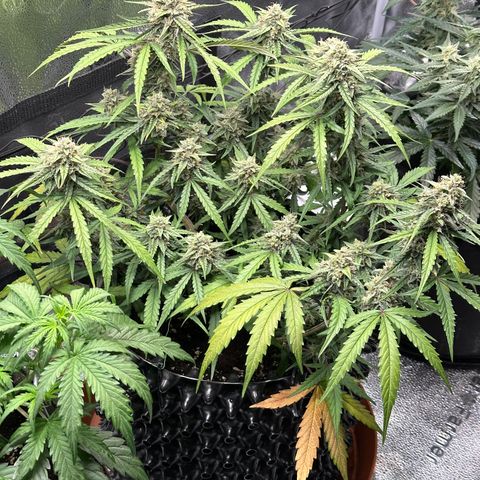 Orion F1 #2 growlog timeline photo