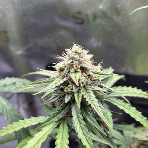 Orion F1 #2 growlog timeline photo