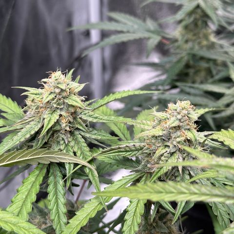 Orion F1 #2 growlog timeline photo