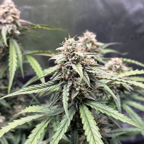 Orion F1 #2 growlog timeline photo