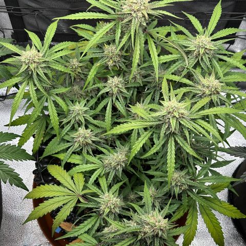 Orion F1 #2 growlog timeline photo