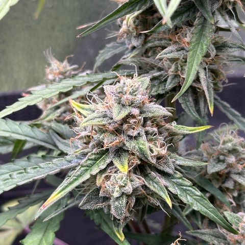 Orion F1 #2 growlog timeline photo