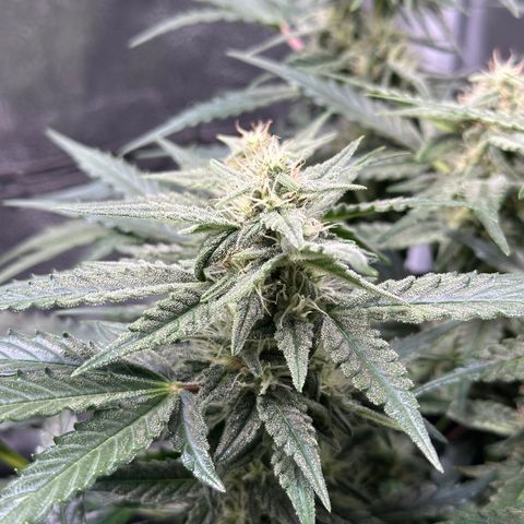 Medusa F1 growlog timeline photo