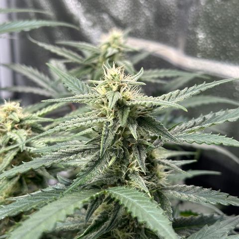 Medusa F1 growlog timeline photo