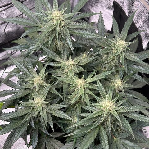 Medusa F1 growlog timeline photo