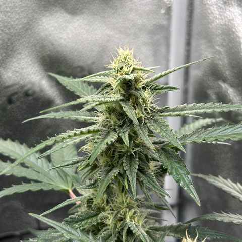Medusa F1 growlog timeline photo