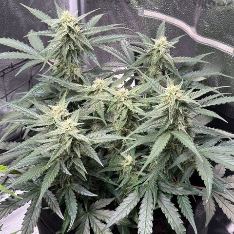 Medusa F1 growlog timeline photo