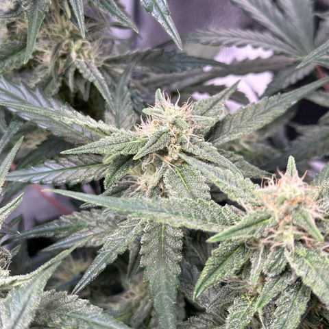 Medusa F1 growlog timeline photo