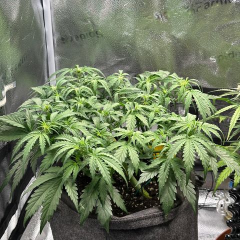 Wedding Cake 🍰 growlog timeline photo
