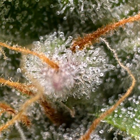 Orion F1 #2 growlog timeline photo