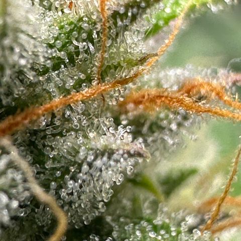 Orion F1 #2 growlog timeline photo