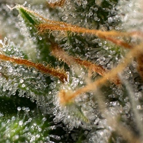 Orion F1 #2 growlog timeline photo