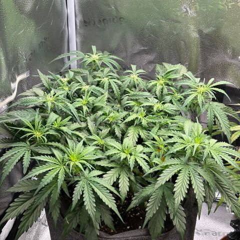 Wedding Cake 🍰 growlog photo: Vorher 