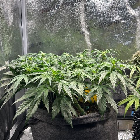 Wedding Cake 🍰 growlog photo: Vorher 