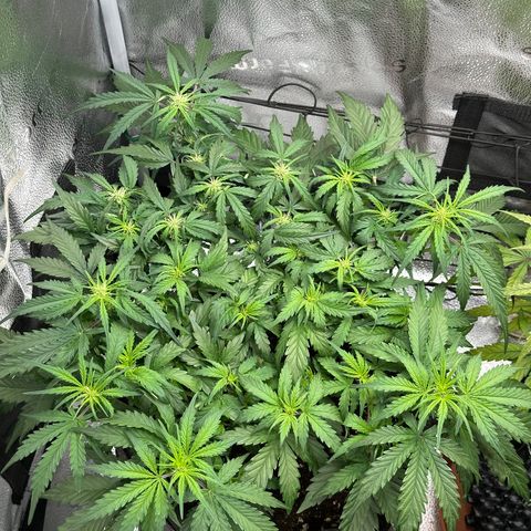 Wedding Cake 🍰 growlog photo: Vorher 