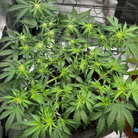Wedding Cake 🍰 growlog photo: Nachher