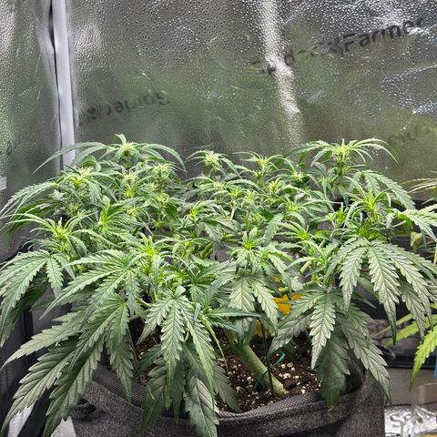Wedding Cake 🍰 growlog photo: Nachher