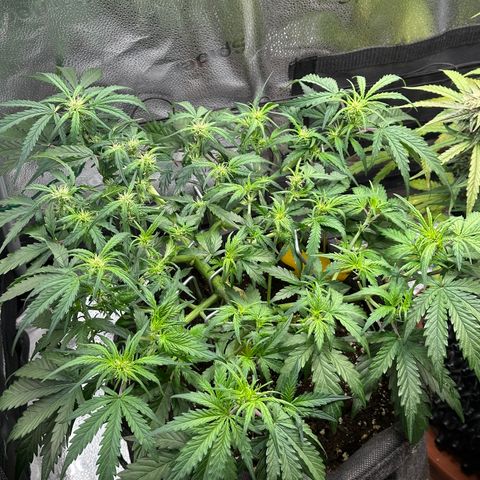 Wedding Cake 🍰 growlog photo: Nachher