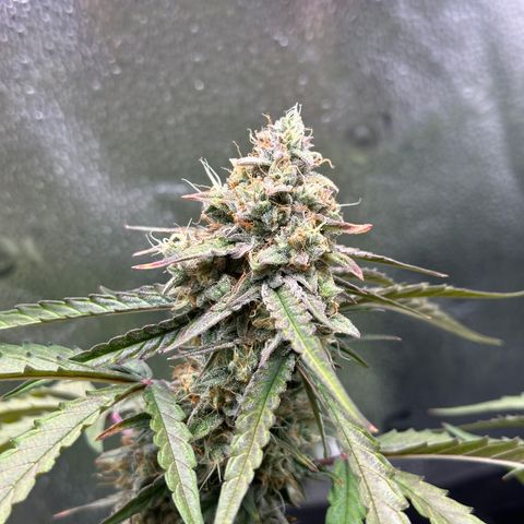 Orion F1 #2 growlog timeline photo