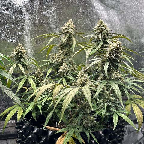 Orion F1 #2 growlog timeline photo